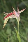 Serapias cordigera (Apocromia)